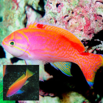 Pseudanthias Bimaculatus 1 mâle + 2 femelles- superbes